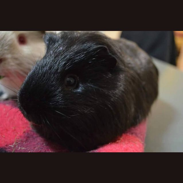 Photo of Snowy And Diego