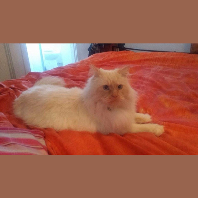 Photo of "Charles" Purrfect Match