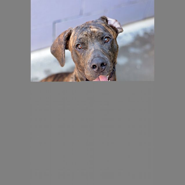 Photo of Rocky