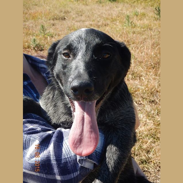 Photo of Montana (At Rspca Big Adopt Day Sept 19 Brisbane)