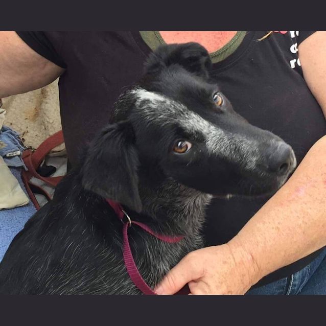 Photo of Montana (At Rspca Big Adopt Day Sept 19 Brisbane)