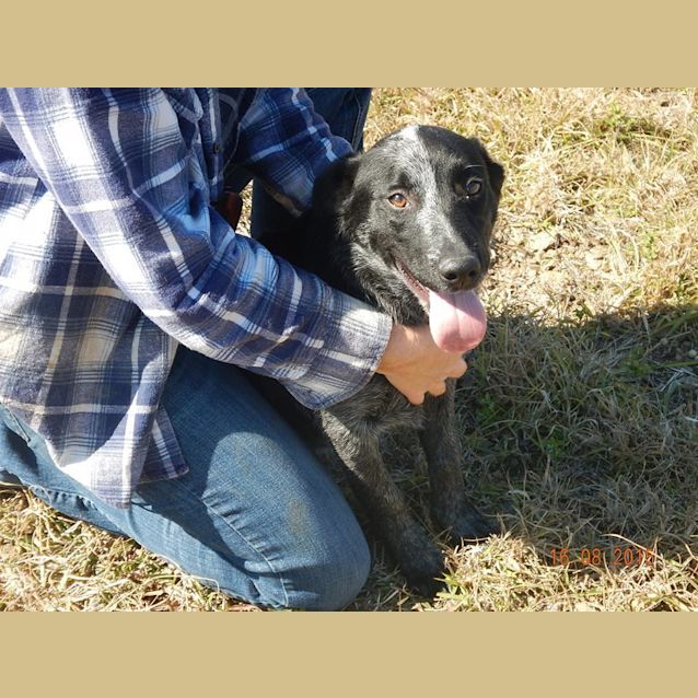 Photo of Montana (At Rspca Big Adopt Day Sept 19 Brisbane)