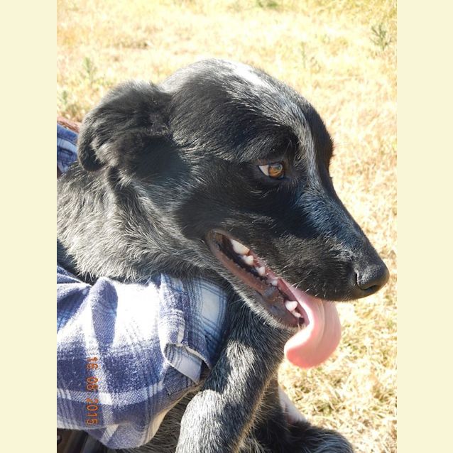 Photo of Montana (At Rspca Big Adopt Day Sept 19 Brisbane)