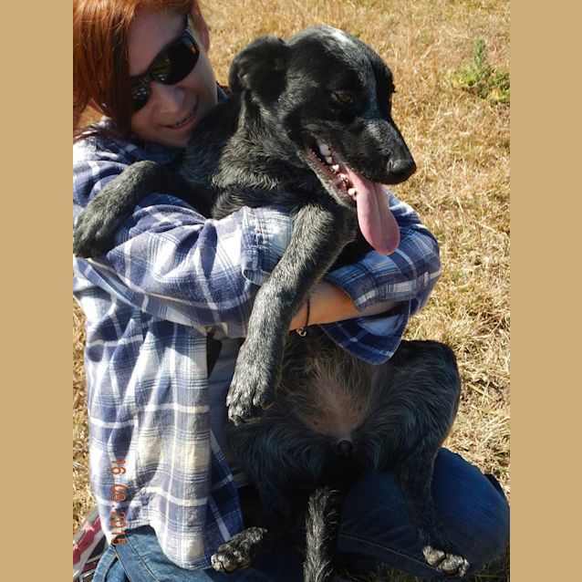 Photo of Montana (At Rspca Big Adopt Day Sept 19 Brisbane)