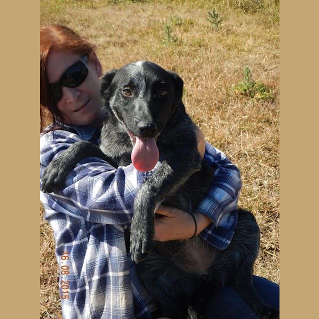 Photo of Montana (At Rspca Big Adopt Day Sept 19 Brisbane)