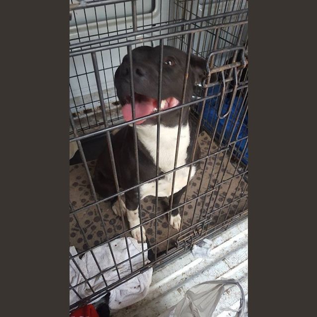 Photo of Boots (Adoption Pending)