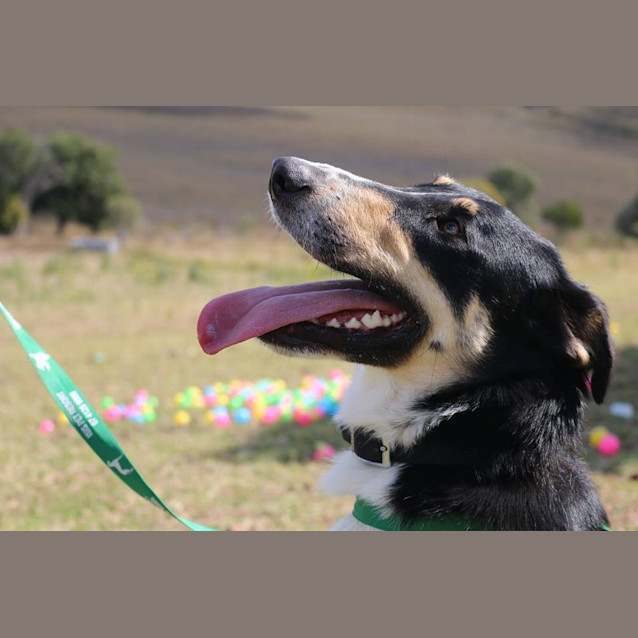 Photo of Bosco (Adoption Pending)