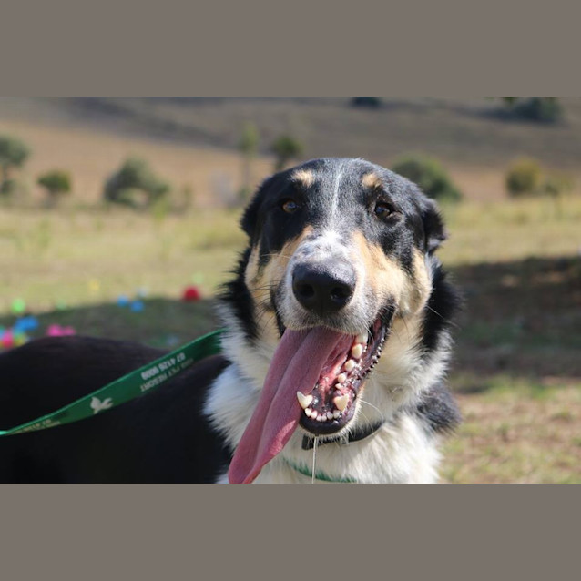 Photo of Bosco (Adoption Pending)