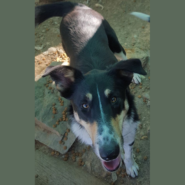 Photo of Bosco (Adoption Pending)