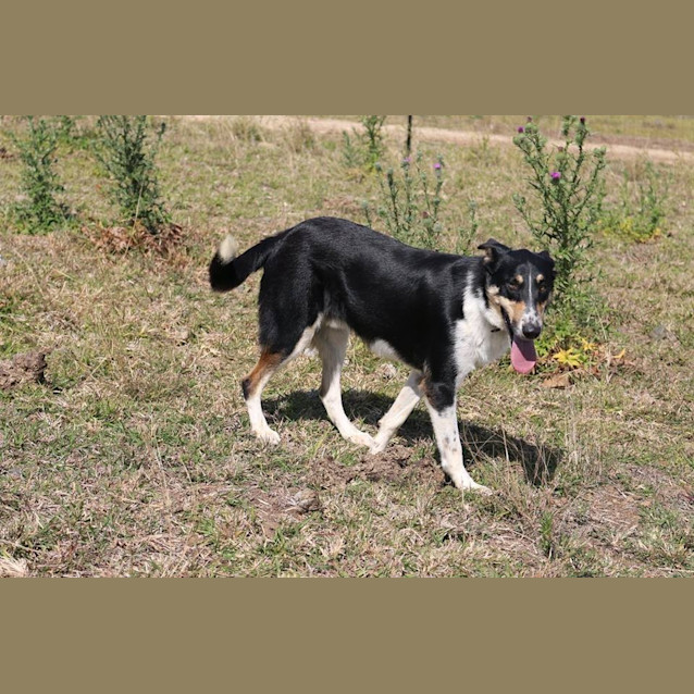 Photo of Bosco (Adoption Pending)