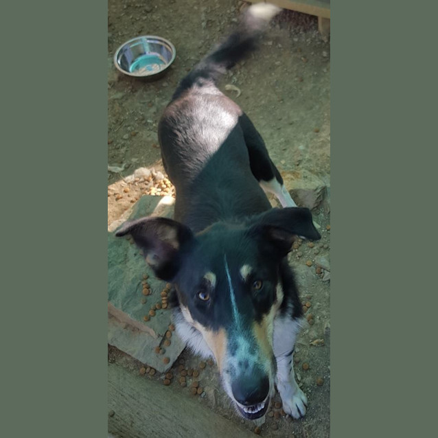 Photo of Bosco (Adoption Pending)