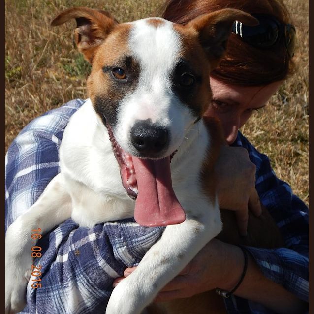 Photo of Gizmo (Adoption Pending)