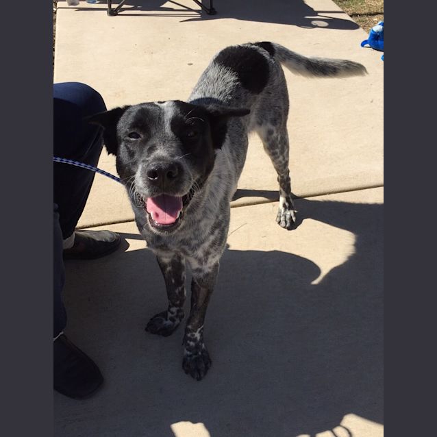 Photo of Drover (Adoption Pending)