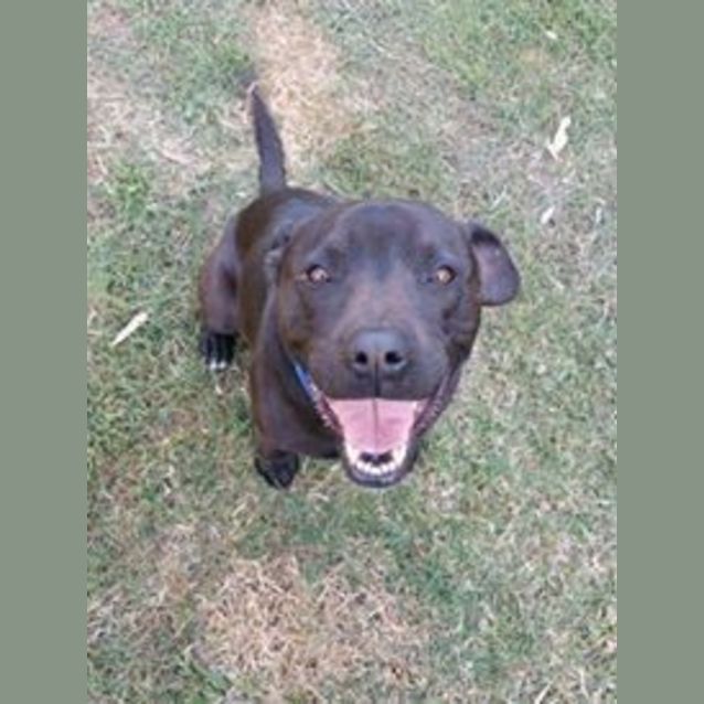 Photo of Theo   Adoption Pending