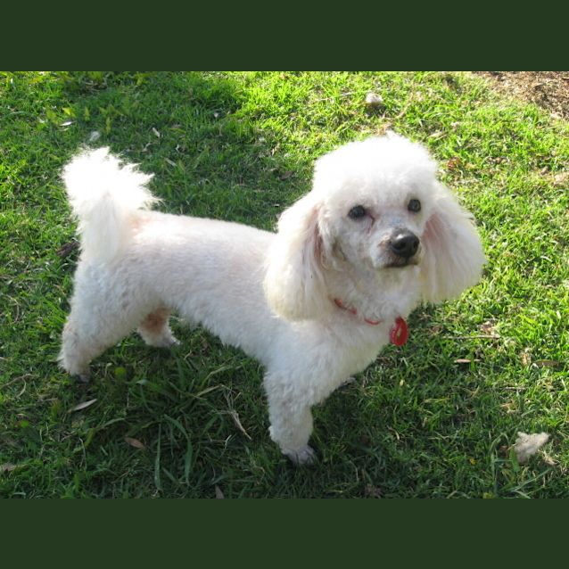 Photo of Lucky