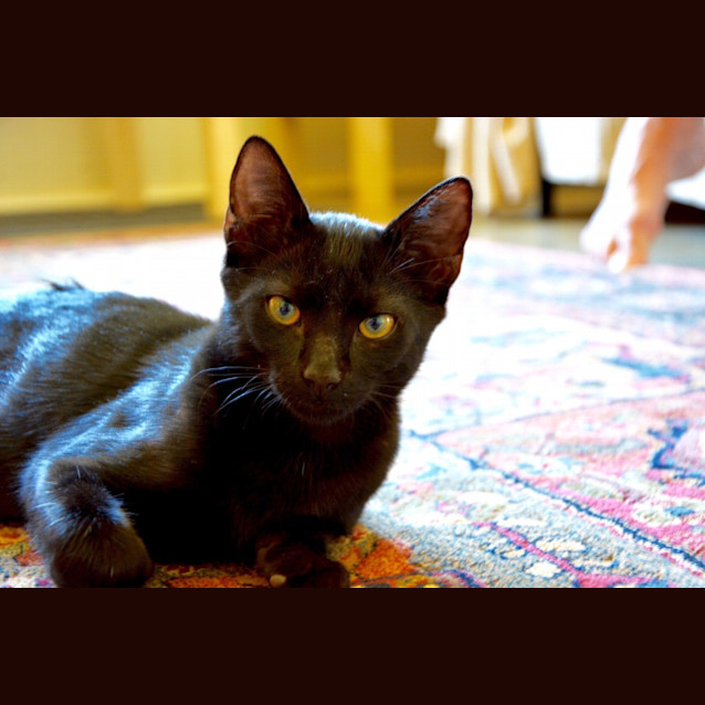 Photo of Ken (Bec21376) *Adopted*