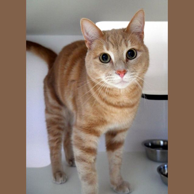 Photo of Simba Sua011498