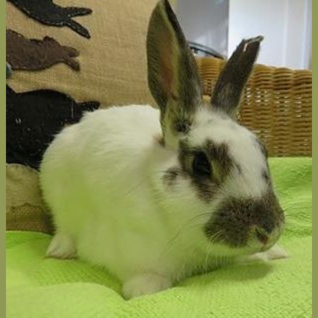 Photo of Harry Hopper