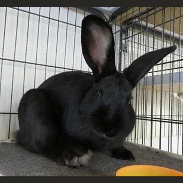 Photo of Maverick