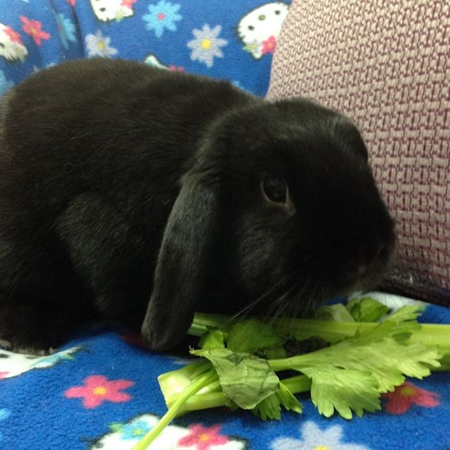 Photo of Rosie