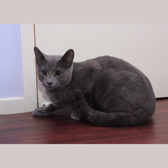 Photo of Bluey