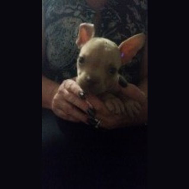 Photo of Rufus