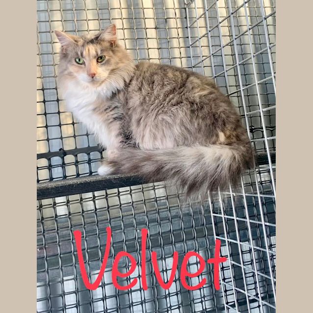 Photo of Velvet