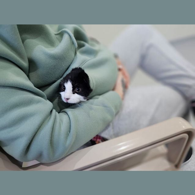 Photo of Oreo