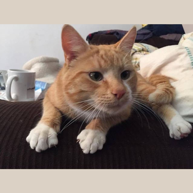 Photo of Fanta Pants