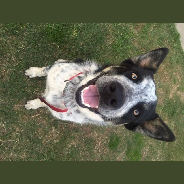Photo of Wasabi