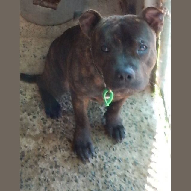 Photo of Jade (Adoption Pending)