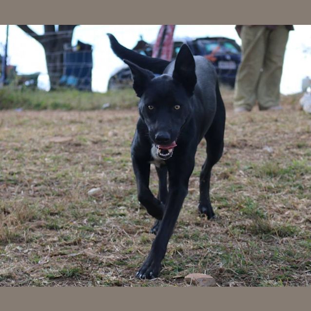 Photo of Jade (Adoption Pending)