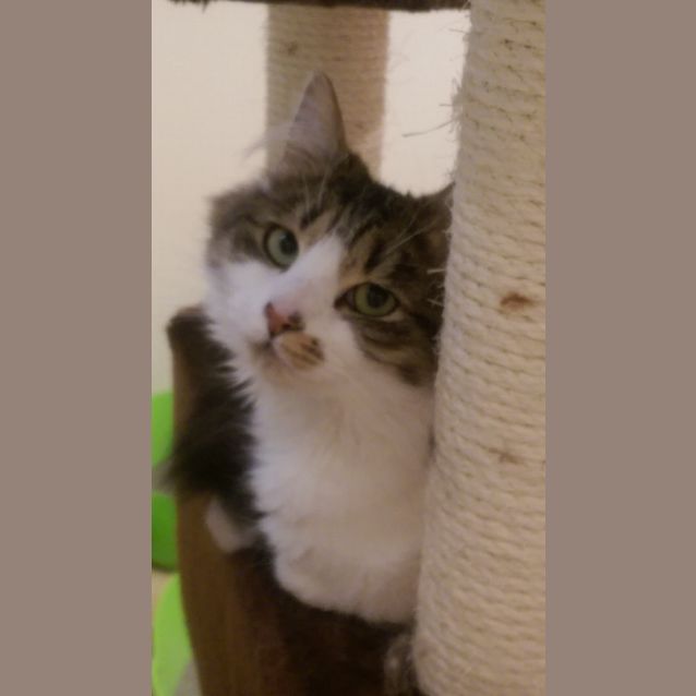 Photo of Elmo