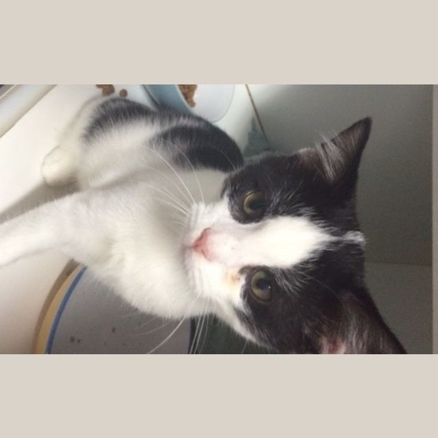 Photo of Louie