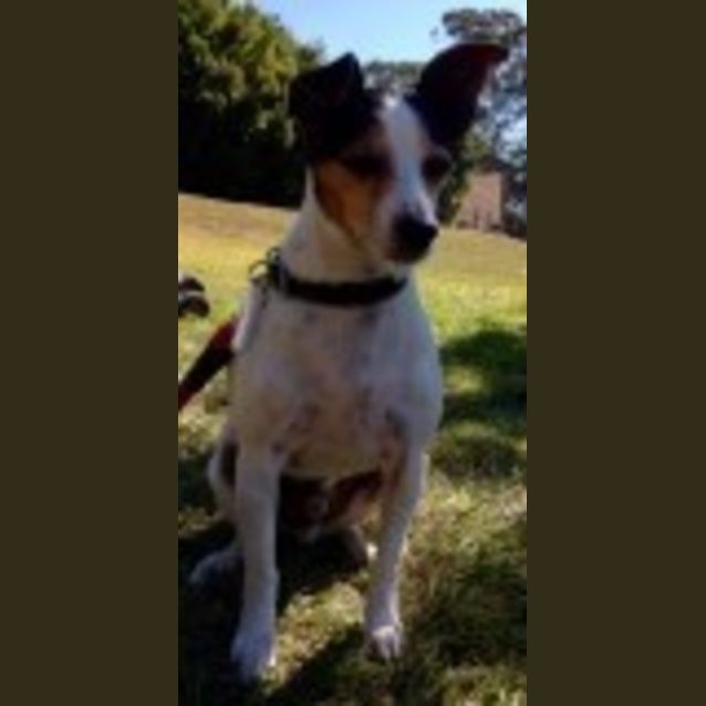 Photo of Bob (Sparky)