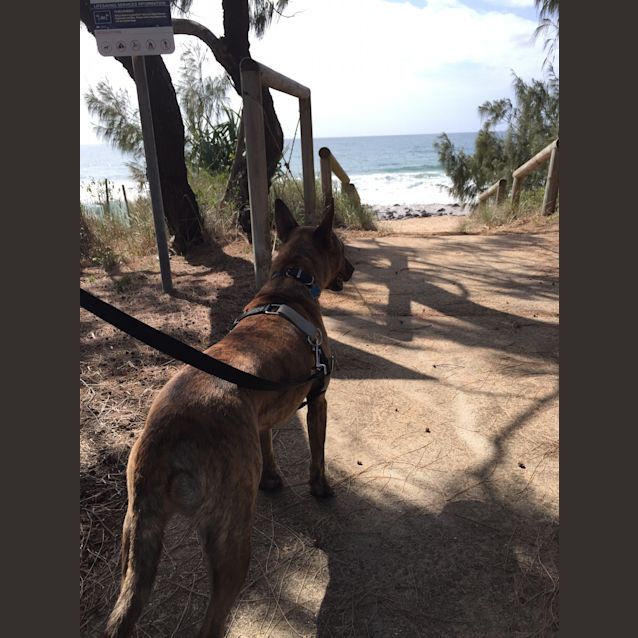 Photo of Dusty (Adoption Pending)