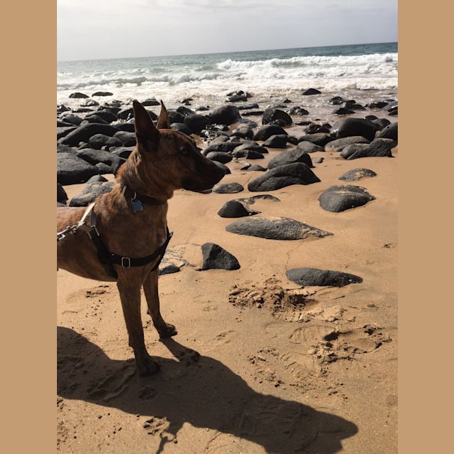 Photo of Dusty (Adoption Pending)