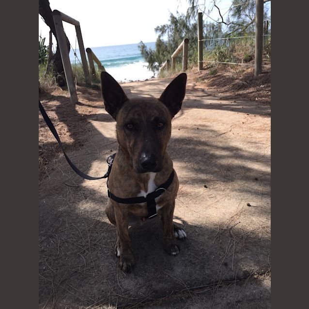 Photo of Dusty (Adoption Pending)