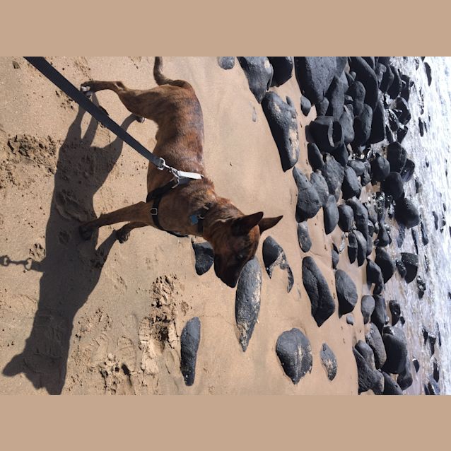 Photo of Dusty (Adoption Pending)