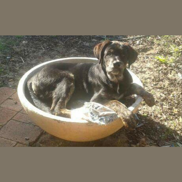 Photo of Rippa