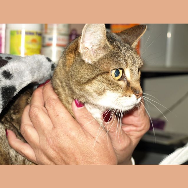 Photo of Sorrenton Adoption Fee $65