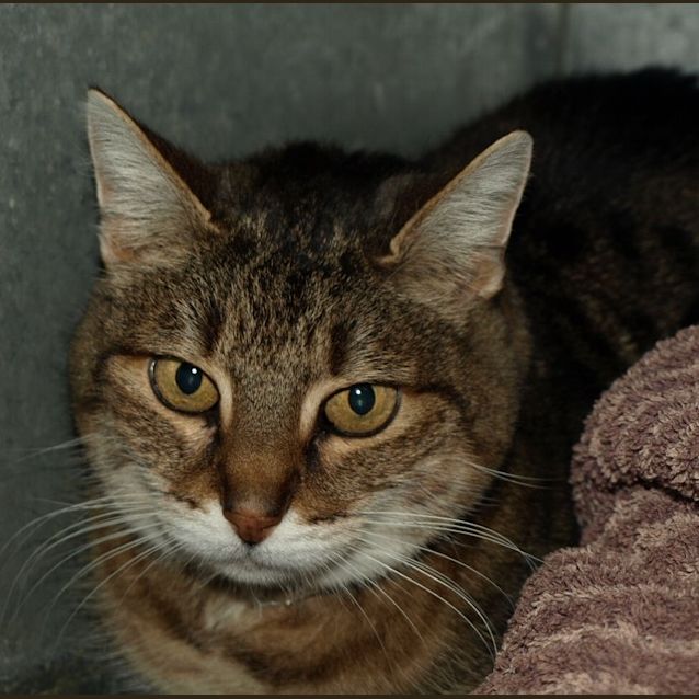 Photo of Sorrenton Adoption Fee $65