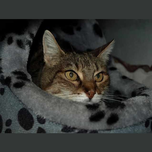 Photo of Sorrenton Adoption Fee $65