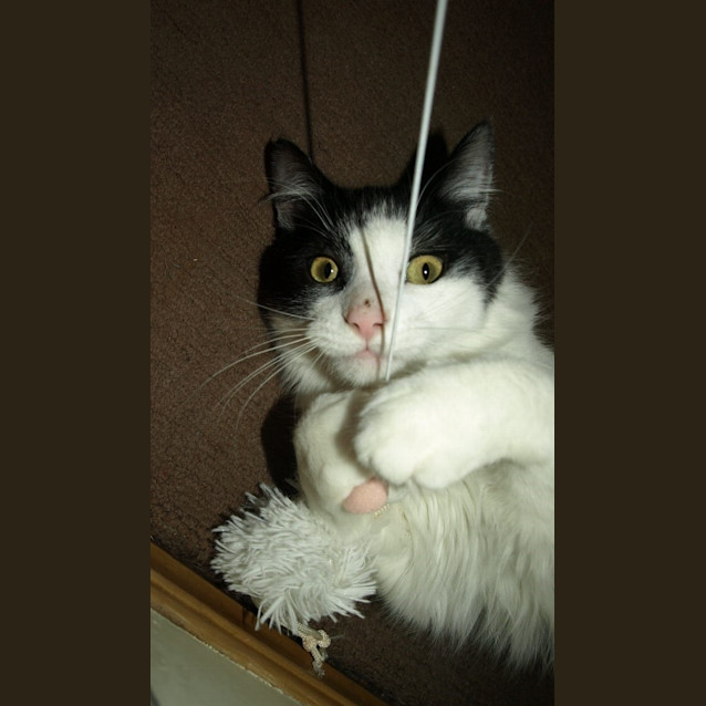 Photo of Effie