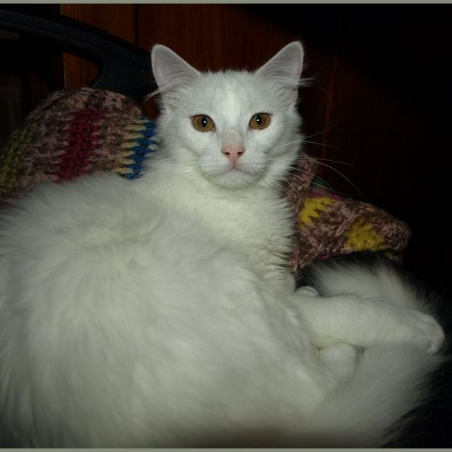 Photo of Kitten Nubbins