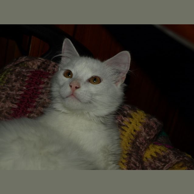 Photo of Kitten Nubbins