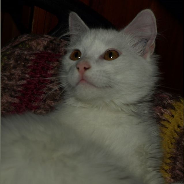 Photo of Kitten Nubbins