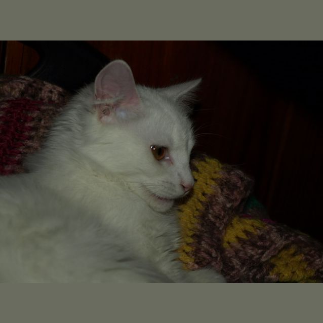 Photo of Kitten Nubbins