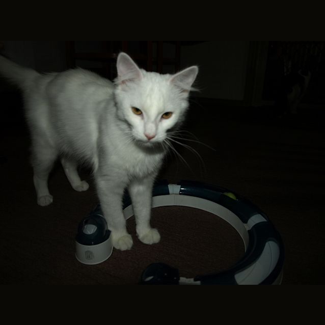 Photo of Kitten Nubbins