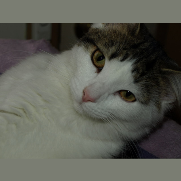 Photo of Hoot